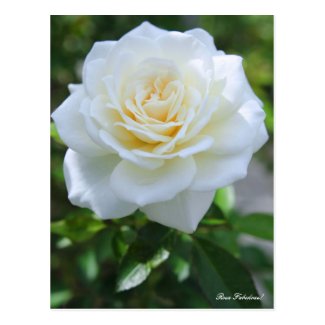 Rosa Fabulous! [Postcard] ポストカード