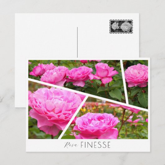 Rosa Finesse ポストカード (正面/裏面)