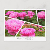 Rosa Finesse ポストカード (正面)