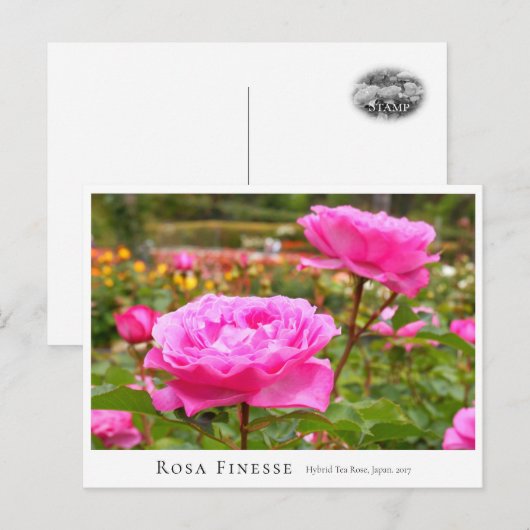 Rosa Finesse ポストカード (正面/裏面)
