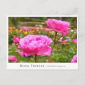Rosa Finesse ポストカード (正面)