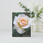 Rosa French Lace ポストカード (スタンド正面)