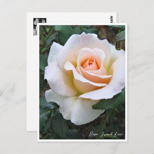 Rosa French Lace ポストカード (正面/裏面)
