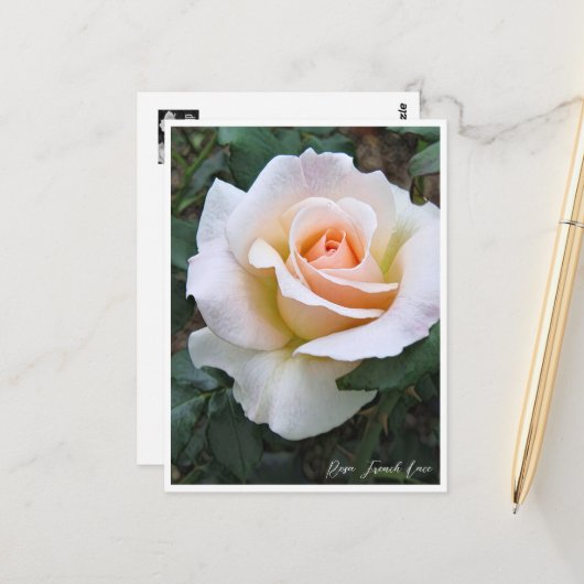 Rosa French Lace ポストカード (正面/裏面インサイチュ)