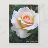 Rosa French Lace ポストカード (正面)