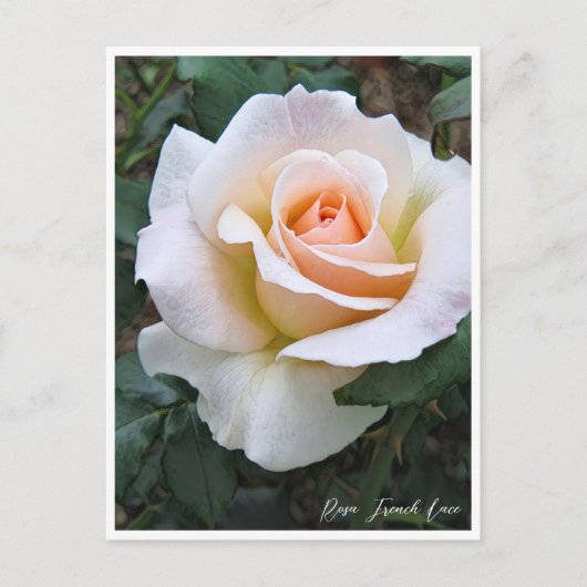 Rosa French Lace ポストカード (正面)