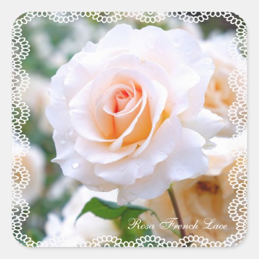 Rosa French Lace [Square Seal] スクエアシール (正面)