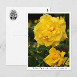 Rosa Friesia ポストカード
