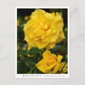 Rosa Friesia ポストカード (正面)