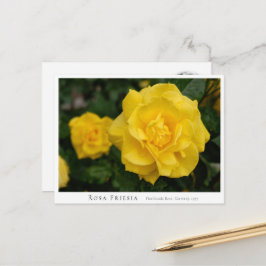 Rosa Friesia ポストカード