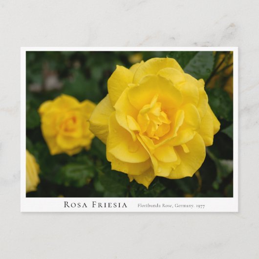 Rosa Friesia ポストカード (正面)