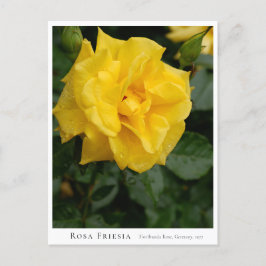 Rosa Friesia ポストカード