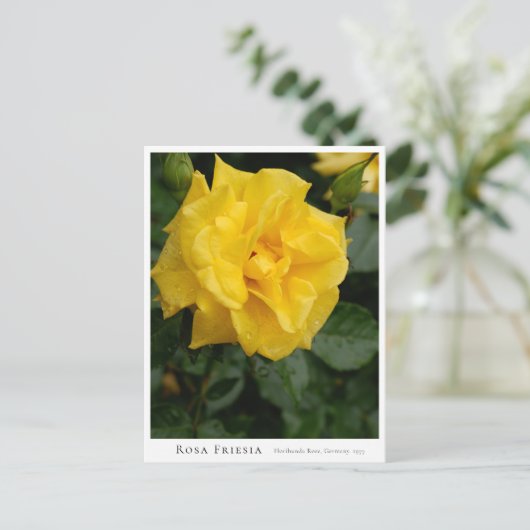 Rosa Friesia ポストカード (スタンド正面)