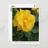 Rosa Friesia ポストカード (正面/裏面)