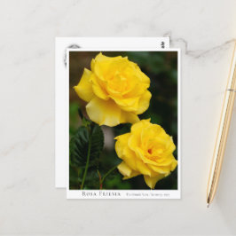 Rosa Friesia ポストカード