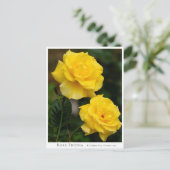 Rosa Friesia ポストカード (スタンド正面)