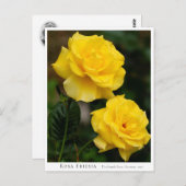 Rosa Friesia ポストカード (正面/裏面)
