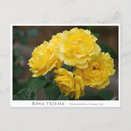 Rosa Friesia ポストカード