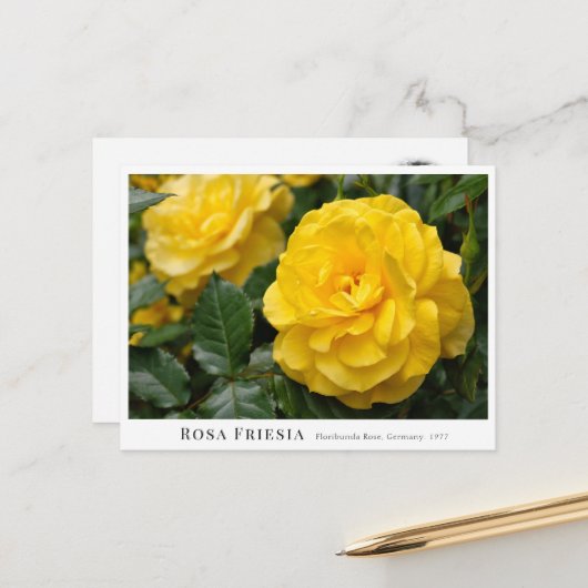 Rosa Friesia ポストカード (正面/裏面インサイチュ)