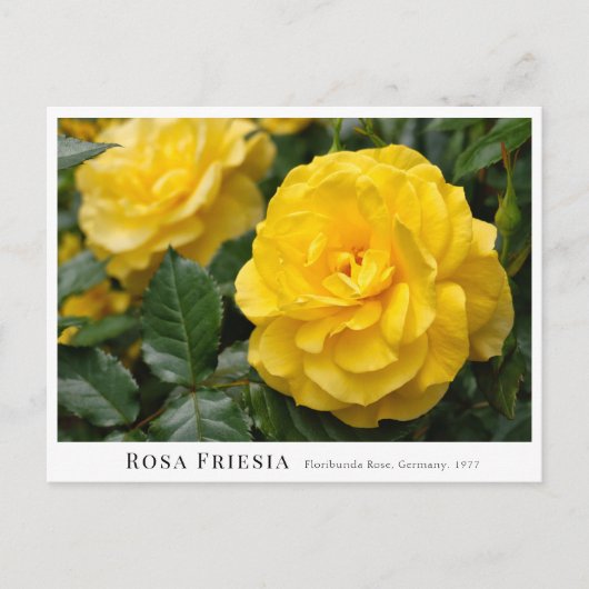 Rosa Friesia ポストカード (正面)