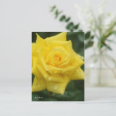 Rosa Friesia ポストカード (スタンド正面)