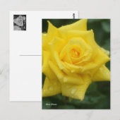 Rosa Friesia ポストカード (正面/裏面)