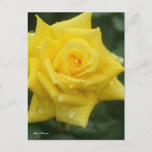 Rosa Friesia ポストカード (正面)