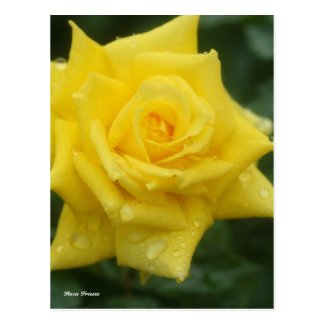 Rosa Friesia ポストカード