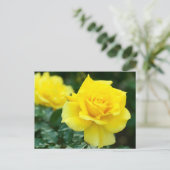 Rosa Friesia：Postcard ポストカード (スタンド正面)