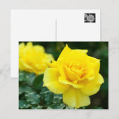Rosa Friesia：Postcard ポストカード (正面/裏面)
