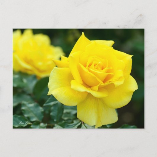 Rosa Friesia：Postcard ポストカード (正面)