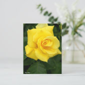 Rosa Friesia:Postcard ポストカード (スタンド正面)