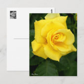 Rosa Friesia:Postcard ポストカード (正面/裏面)