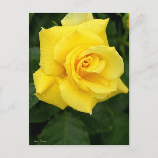 Rosa Friesia:Postcard ポストカード (正面)