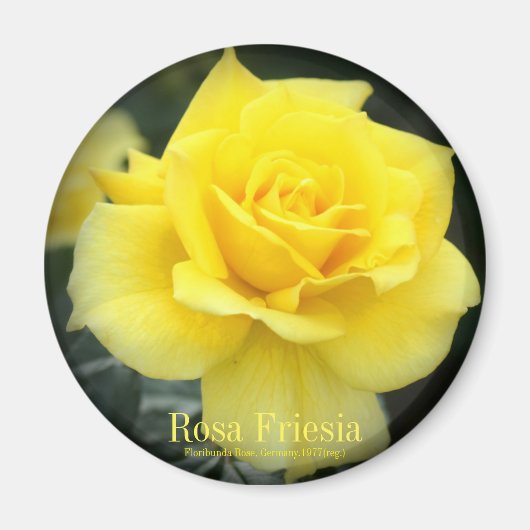 Rosa Friesia:Round Magnet マグネット (正面)