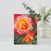 Rosa Fruite ポストカード (スタンド正面)