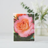 Rosa Fruite ポストカード (スタンド正面)