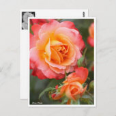 Rosa Fruite ポストカード (正面/裏面)