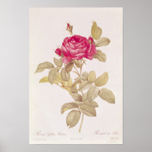 Rosa Gallica Pontiana、「レ・バラ」より ポスター