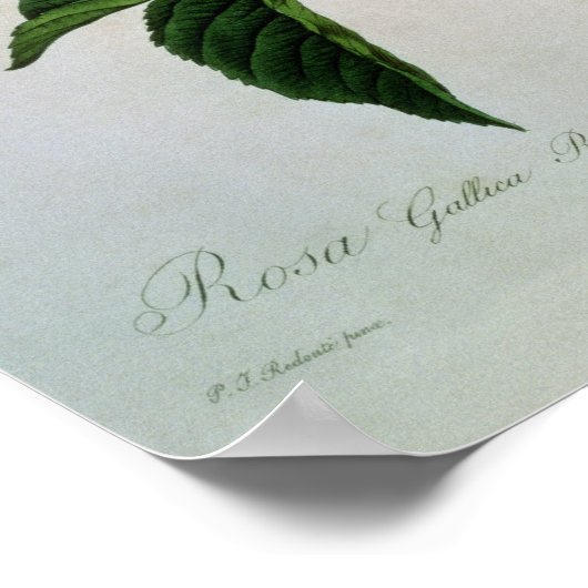 Rosa Gallica Regallis ポスター (角)