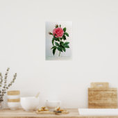 Rosa Gallica Regallis ポスター (キッチン)