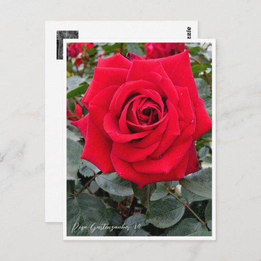 Rosa Gartenzauber '84 ポストカード (正面/裏面)