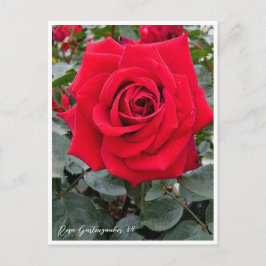 Rosa Gartenzauber '84 ポストカード