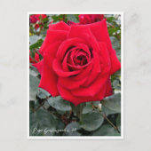 Rosa Gartenzauber '84 ポストカード (正面)