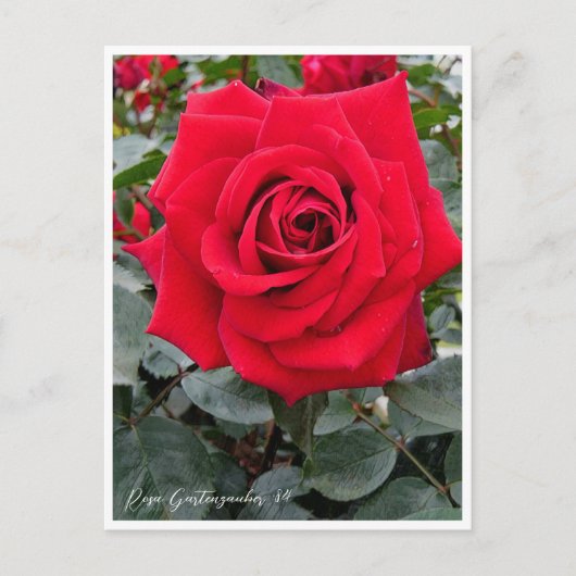 Rosa Gartenzauber '84 ポストカード (正面)