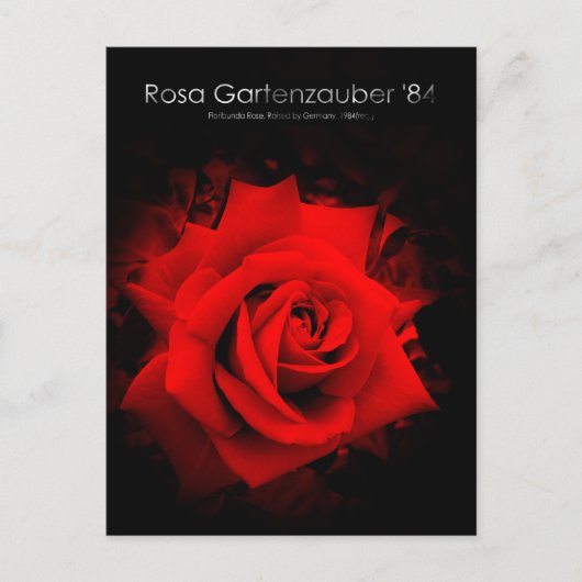 Rosa Gartenzauber '84:Postcard ポストカード (正面)