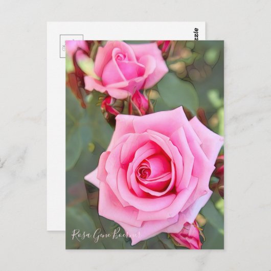 Rosa Gene Boerner ポストカード (正面/裏面)
