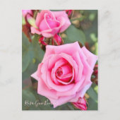 Rosa Gene Boerner ポストカード (正面)