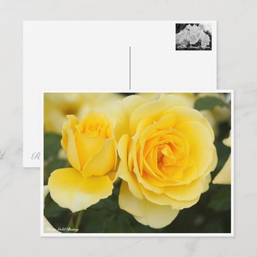 Rosa Gold Bunny ポストカード (正面/裏面)