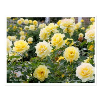 Rosa Gold Bunny：Postcard ポストカード